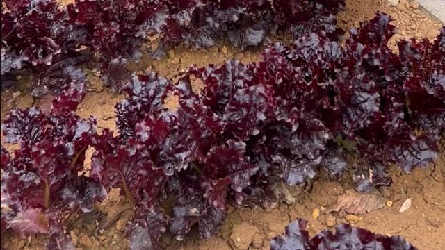 秋天种上紫叶生菜吧