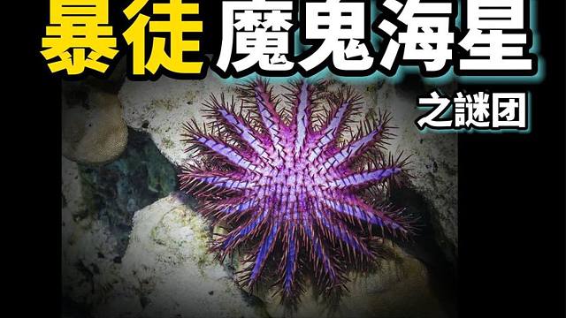 魔鬼海星之迷：海底最牛破坏王，浑身剧毒无人敢近，专干坏事