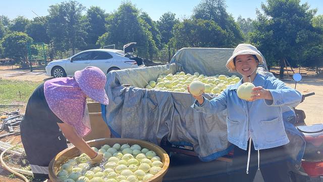 香瓜大丰收的季节，一天采摘几千斤，大舅哥发财了