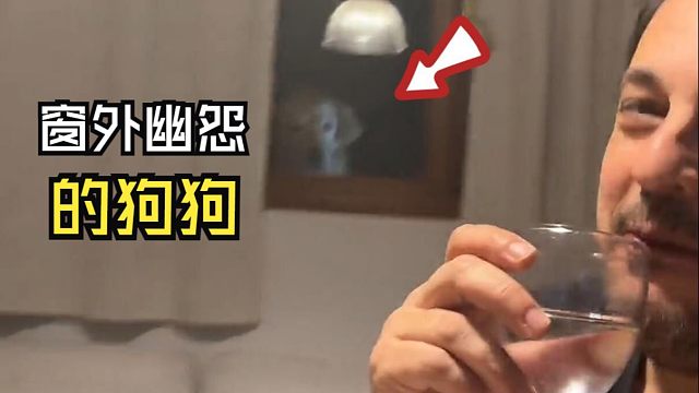 那些好玩的动物视频！