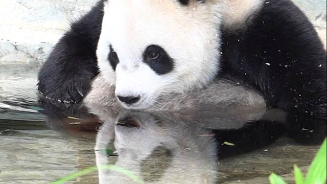 这谁家小熊，还偷偷亲自己呀~