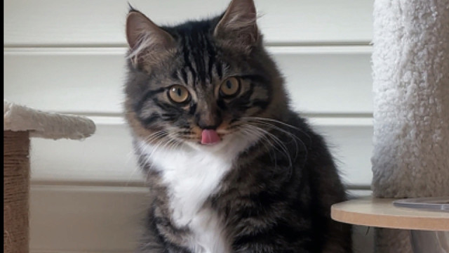 狸花猫有点帅诶