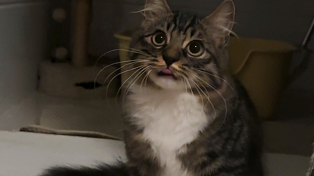 这不是妈宝猫是什么，妒忌心那么重吗！