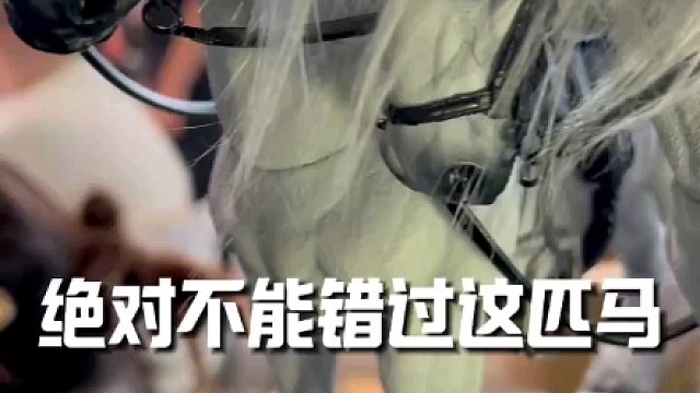 在家里养一匹玩具马吧#仿真马 #大人也要玩玩具 #我的玩具分享 #马 #上海wf展