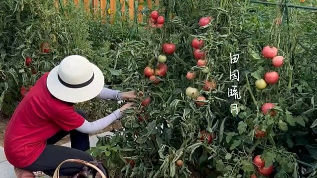 每天都在菜园忙碌着