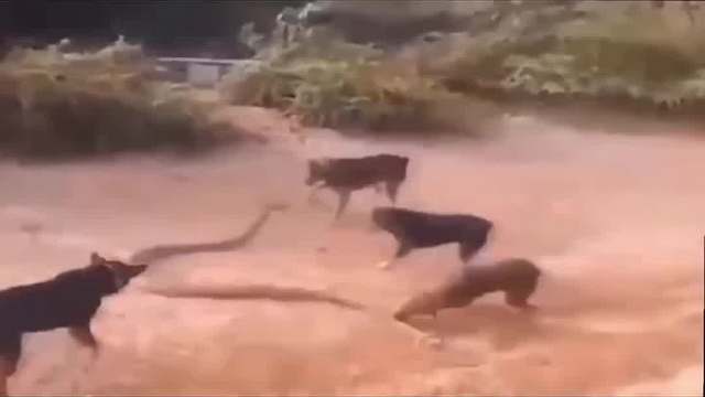 蟒蛇太危险了!好斗的斗牛犬很容易被蟒蛇击倒并吞下!