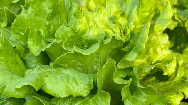 喜欢种菜一定要种些意大利生菜，长得比大白菜还大