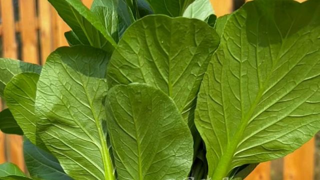 十月份种上一些可以多茬采收的四九菜心吧