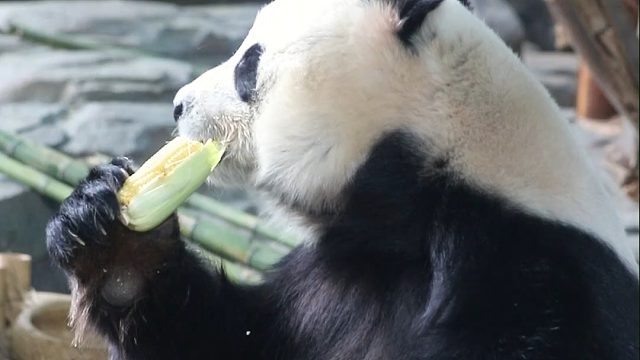 星巴愿：玉米真好吃，什么胡萝卜？我不知道哦。