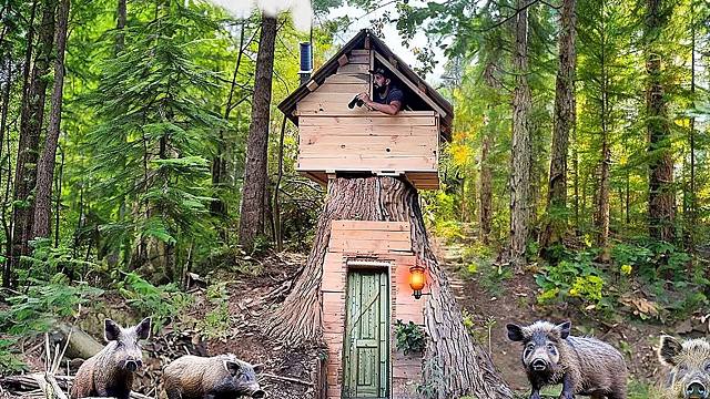 丛林里遗弃的树洞庇护所，将其改造成树屋，晚上野猪觅食都不怕！