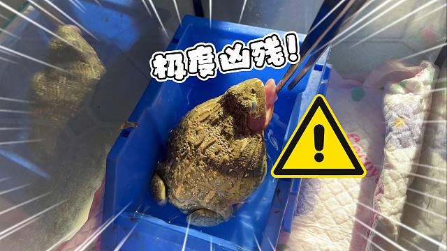 ！宠物蛇博主家最凶残的宠物居然是一只！蛤蟆！