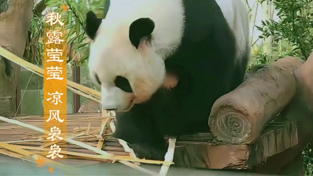 海野岛主们的二十四节气之寒露秋爽