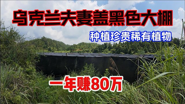 乌克兰夫妻到广西租60亩荒山，盖黑色大棚，靠种珍贵药材年赚80万