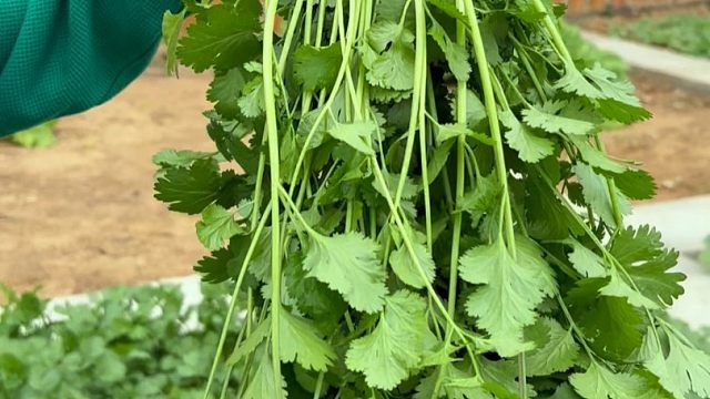 【田园晓月】Up主探索中，欢迎收看求三连！