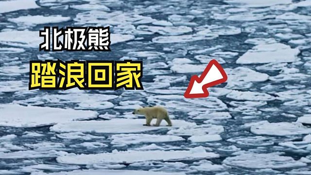 那些岁月静好的动物视频！