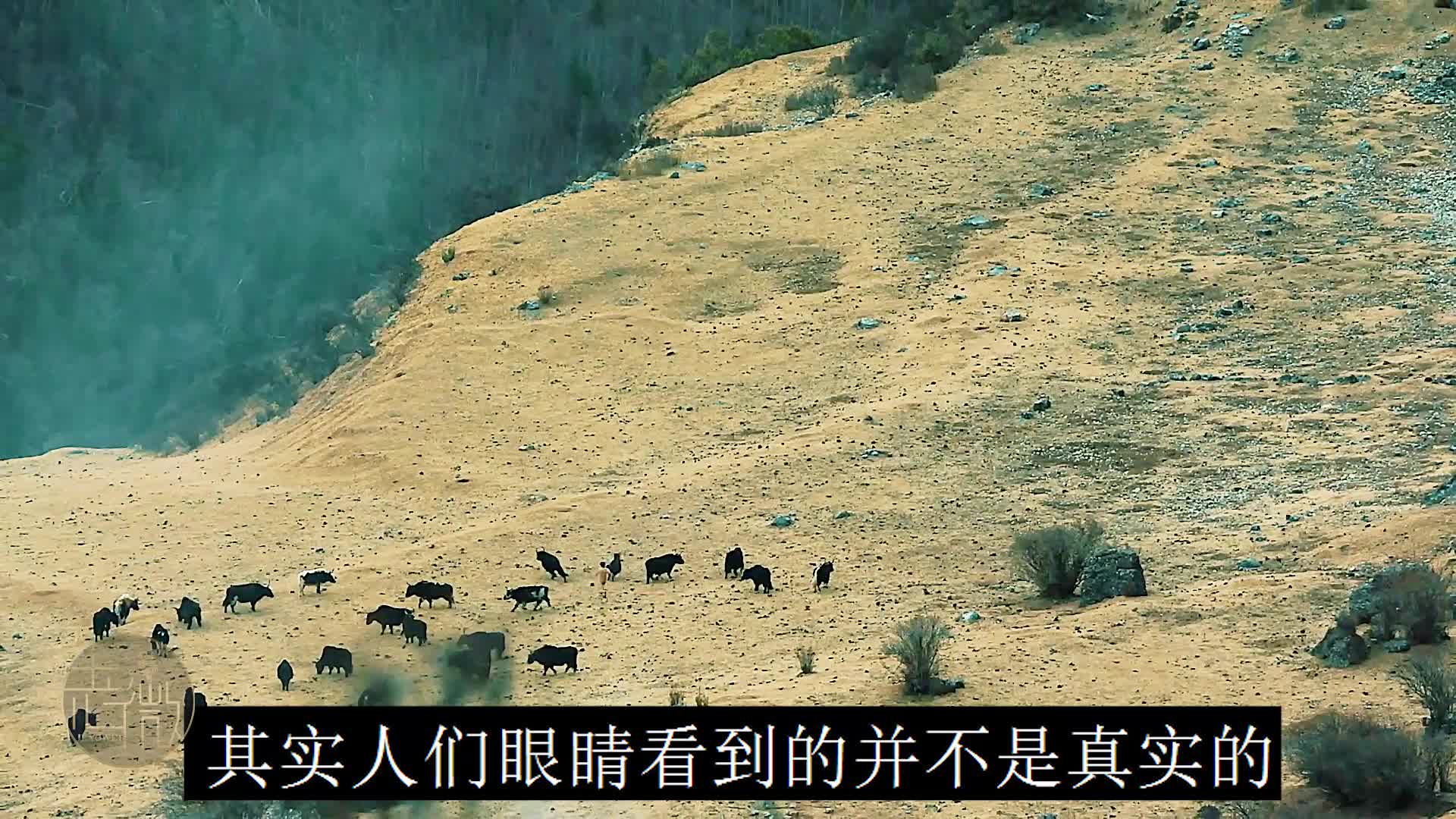这电影解说绝了
