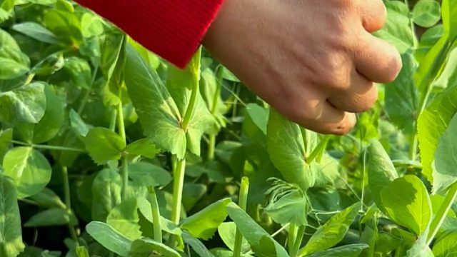 十月份一定种点豌豆尖