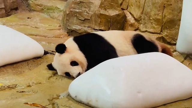 奥列格园长：大熊猫保护是世界性的成功案例