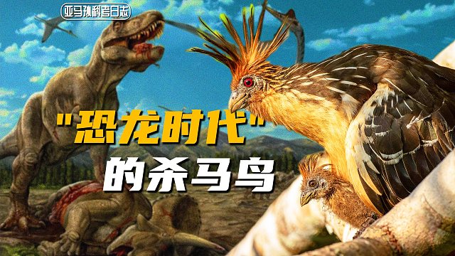 【陈睿】独特的发型，来自“远古”的杀马鸟，小时候竟有4只爪！