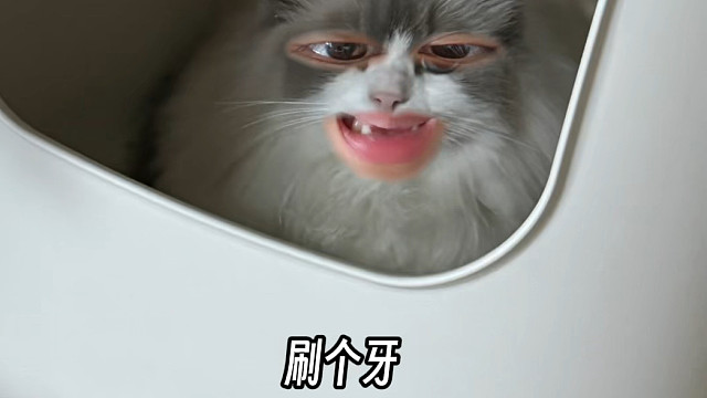 不知道发啥了发点猫猫日常