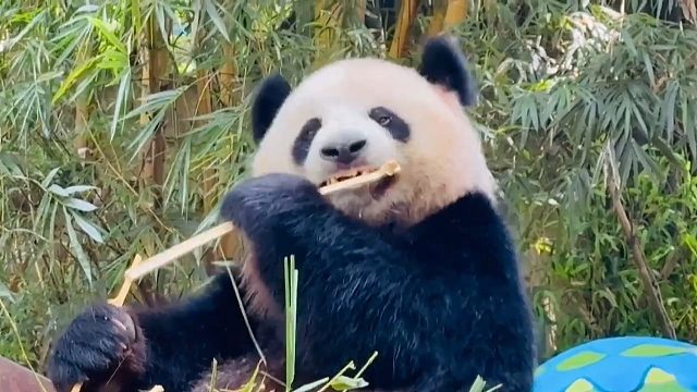 我们看到了大熊猫吃竹子，心满意足！