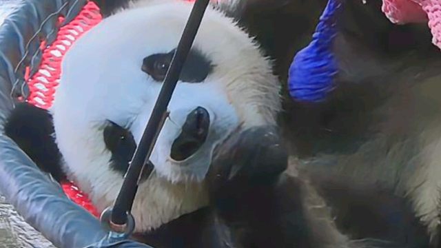 贡贡：把撸串的丝滑蔓延开来，延伸也行