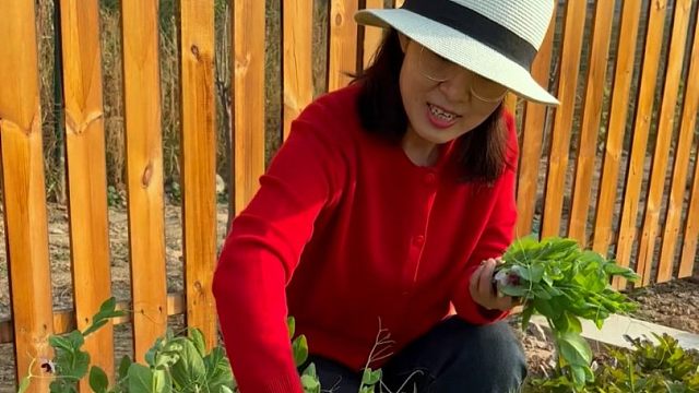 鲜嫩好吃的豌豆苗，种一次可以多茬收