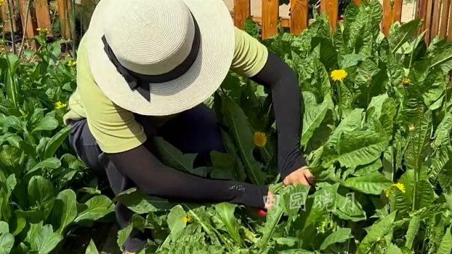 蒲公英种一次年年采，月月收，喜欢的朋友你也种一些吧