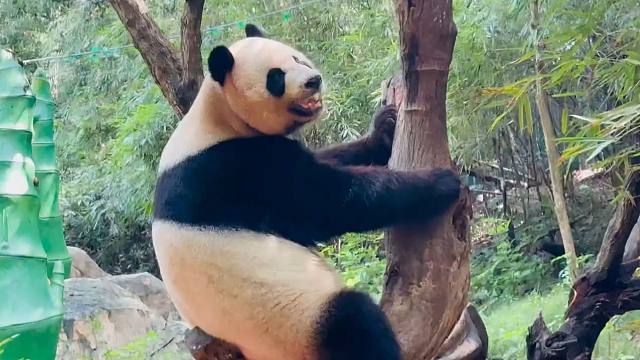 大熊猫对俄罗斯人的吸引力有多大