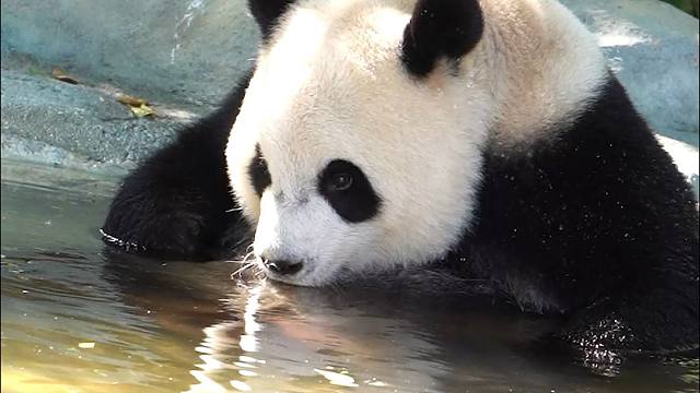 呀！这是哪家熊仙子下凡喝水呀~