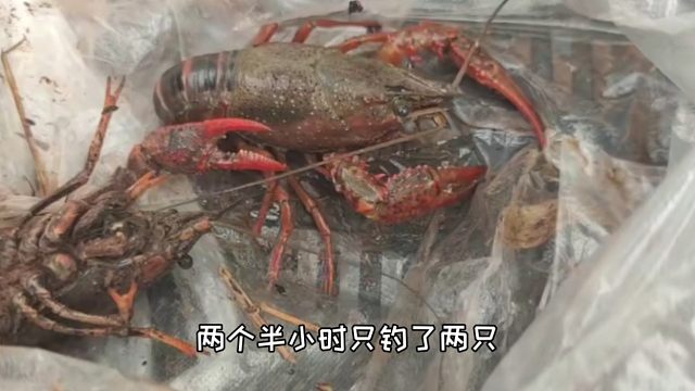 吃龙虾大餐要有仪式感