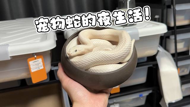 宠物蛇晚上究竟都在干些什么？