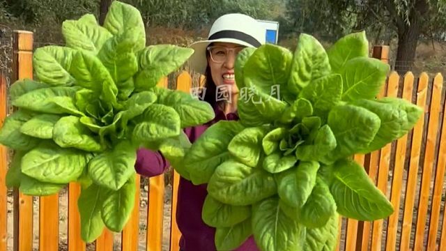 不爱招虫子的沙拉菜，现在正是种植好时候