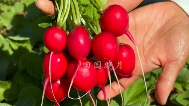 一个多月就能采收的樱桃小萝卜，你也种一些吧