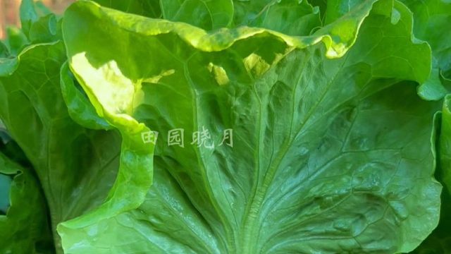 要想生菜不发苦，品种一定要选对