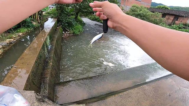 又是狂拉石斑马口的一天，一个多小时三斤多，过瘾