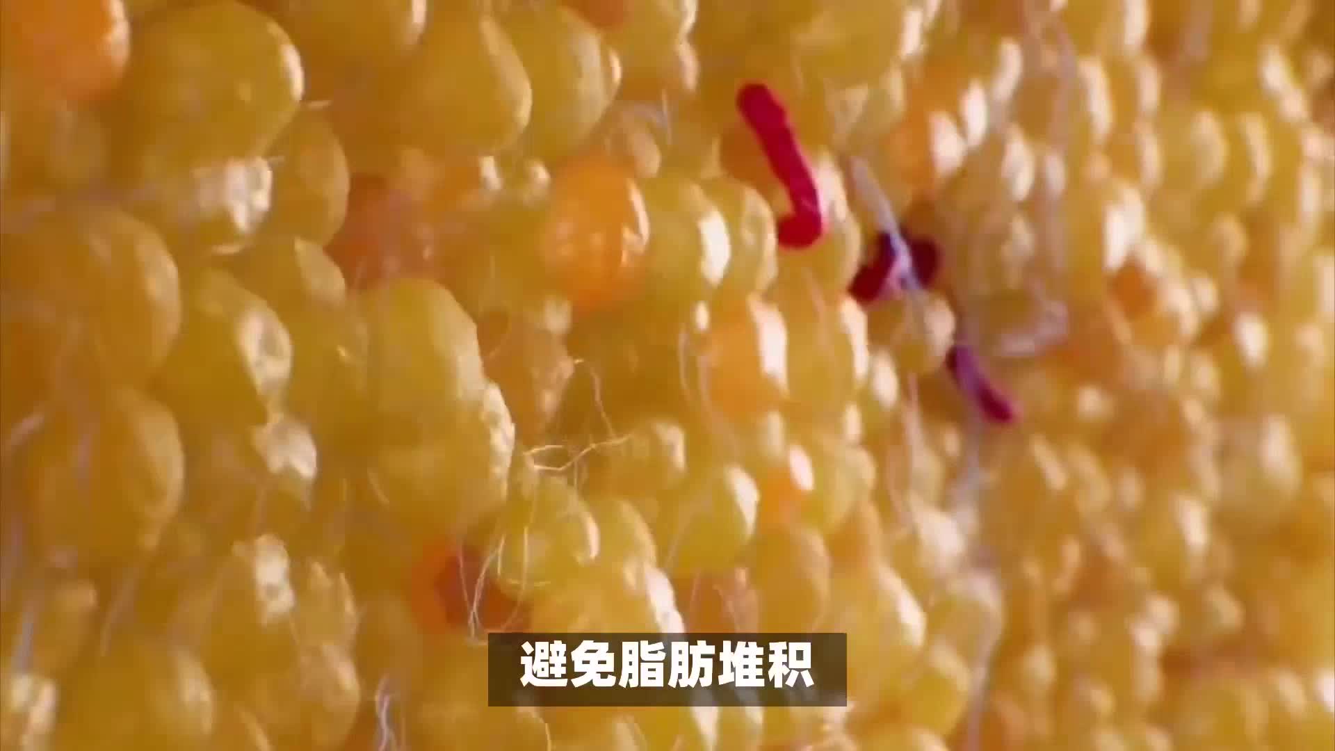 减肥的关键在于代谢？学会在减肥过程中养好代谢