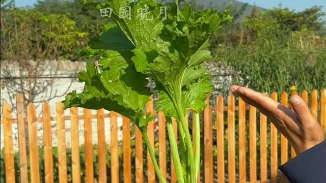 香味浓郁的饺子菜，您种了吗