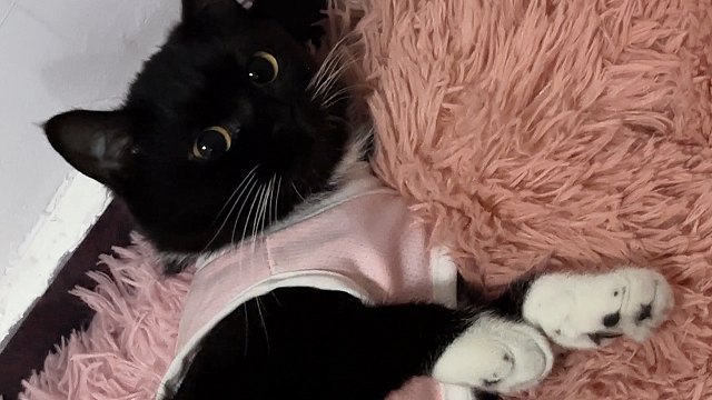 今天带豆包去绝育了