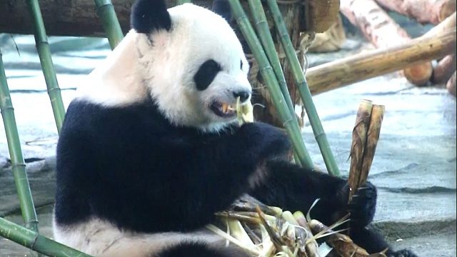 语大王吃笋，吃一根，拿两根，主打一个豪横