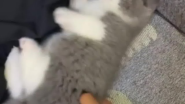 惹我 你算是惹到棉花啦