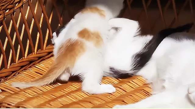 猫咪爱你的10大表现第二期