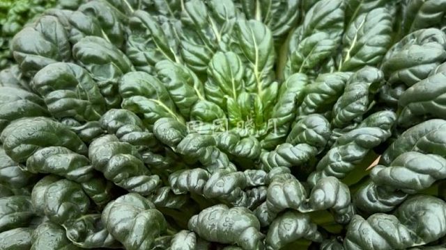 秋冬不知道种啥菜，那就种乌塌菜