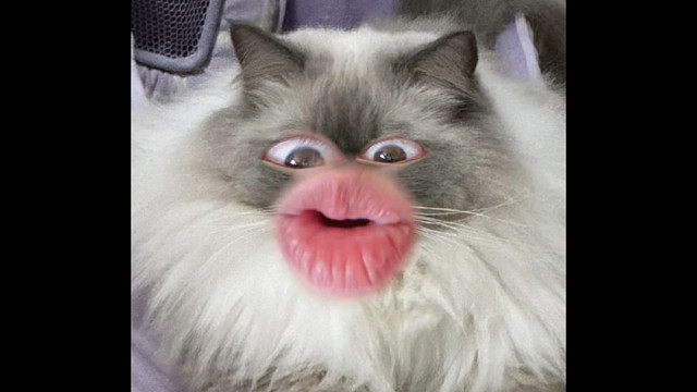 小猫咪都求求你了给口吃的吧