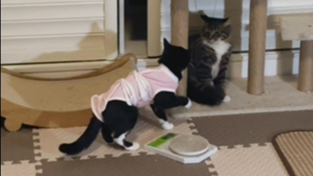 豆包好像不认识自己的儿子了