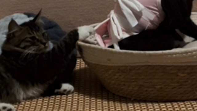 小猫说：妈妈能再爱我一次吗