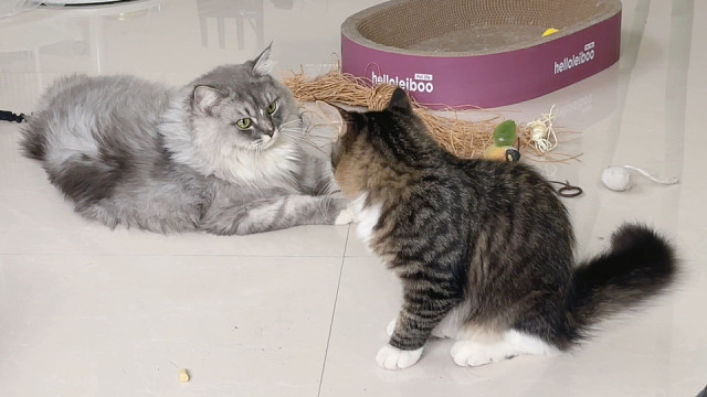 世界缝缝补补，小猫相爱相杀