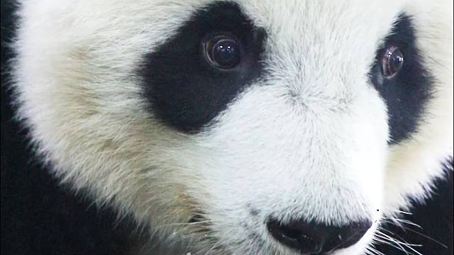 姨姨一直看着宝宝，宝宝会害羞的啦