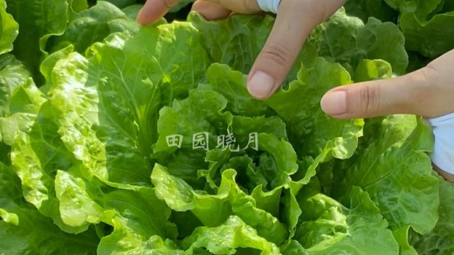 十月份一定种点意大利生菜，长得比大白菜还大颗
