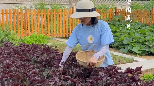 现在买菜那么贵，自己种点就够吃了